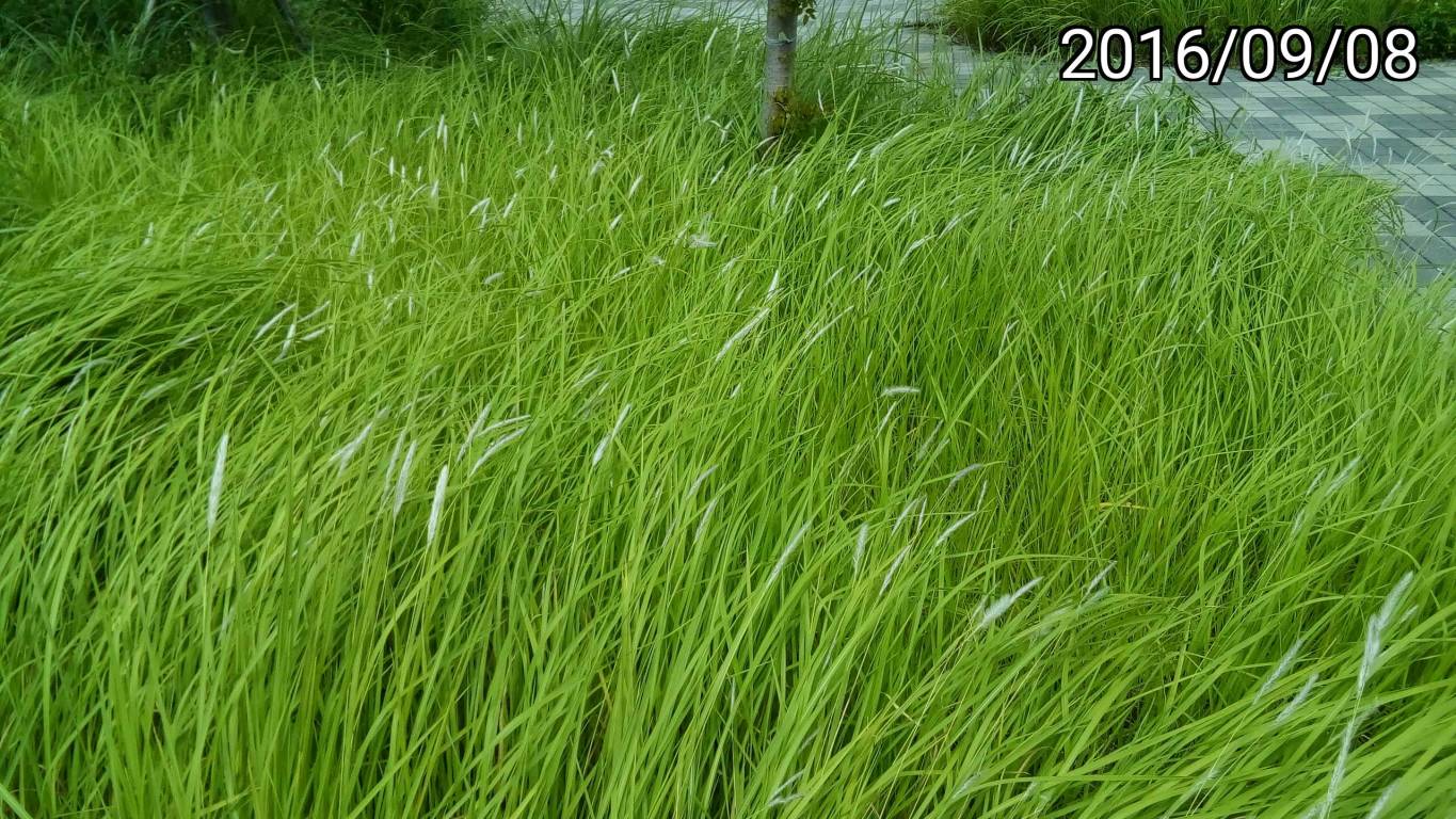 黃綠色白茅、yellow green Imperata cylindrica,  blady grass, cogon grass, kunai grass
